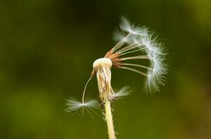 Blowed dandelion close up photo