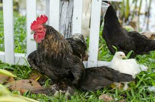 chickens on green grass in farming photo