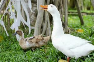 white duck standing on green grass photo