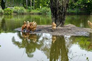 flock of brown chickens drinking water in a natural pond. photo