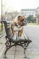 portrait english bulldog photo