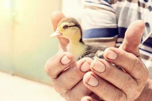 little duck in the hands photo