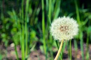 Dandelion flower close up photo