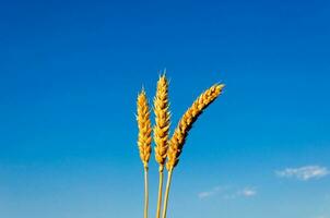 Wheat over the sky photo