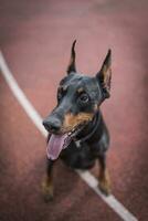 Doberman dog outdoor photo