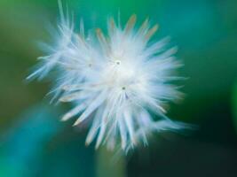 un blanco diente de león flor foto