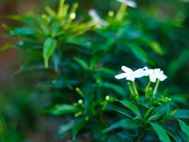 White flowers with green leaves in the background photo