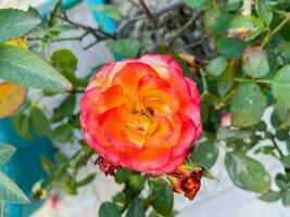 A rose flower that is red and yellow with a red center photo