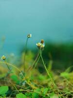 un de cerca de algunos flores en el césped foto