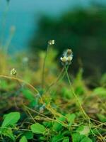 un de cerca de algunos flores en el césped foto