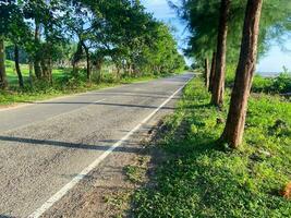 A road with trees on both sides and the road is lined with trees photo