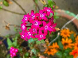 un rosado flor con un amarillo flor en el antecedentes foto