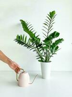 Cropped shot of male hand watering home plant in flower pot with pink watering photo