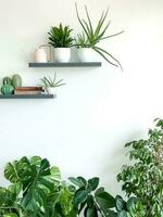 monstera deliciosa, zamioculcas y ficus en blanco antecedentes. estantería en pared foto