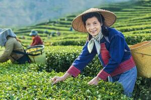 Group of senior asian woman in traditional cloth picking fresh tea leave in the morning in her hill side tea farming and plantation business. photo