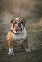 portrait english bulldog photo