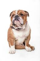 English bulldog portrait photo