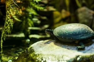 Turtle in the aquarium. Little turtle in the wild. photo
