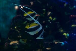 pescado en el océano. un rebaño de pescado en el mar, acuario. acuario vistoso pescado en oscuro azul agua. foto de tropical pescado en un coral arrecife.