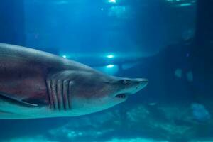 genial blanco tiburón cerca arriba disparo. el tiburón nadando en grande acuario. tiburón pez, toro tiburón, marina pescado submarino. foto