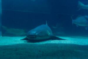 genial blanco tiburón cerca arriba disparo. el tiburón nadando en grande acuario. tiburón pez, toro tiburón, marina pescado submarino. foto