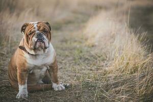 portrait english bulldog photo