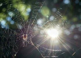 Spider net outdoor photo