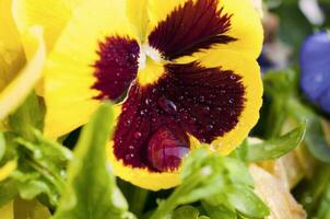 Yellow flower close up photo