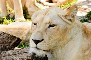 blanco león en zoo foto