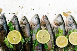 Fresh fish on the market photo