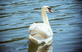 Portrait of swan photo