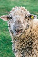 Portrait of sheep photo