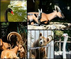 animal en zoo collage foto