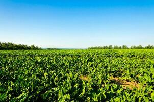 Beet root field photo