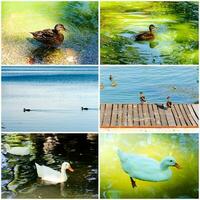 Domestic ducks collage photo