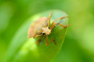 Insect had close up photo