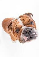 Retrato de bulldog inglés foto