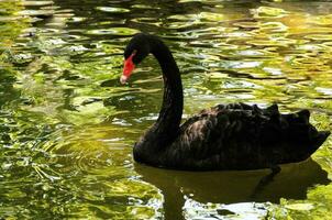 cisne negro en el zoológico foto