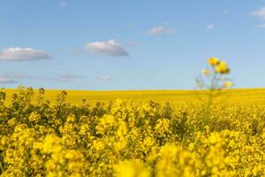 Field of yellow flowers with blue sky and white clouds. photo