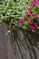 lila flores en un borroso verde antecedentes. hermosa textura en luz de sol. antecedentes de verde plantas en el ciudad. ecología concepto. de cerca naturaleza ver con gratis espacio para texto. foto