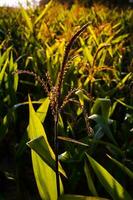 Green beautiful corn field photo