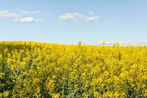 Field of yellow flowers with blue sky and white clouds. photo