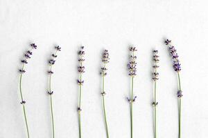 Sprigs of lavender on craft textured paper. photo