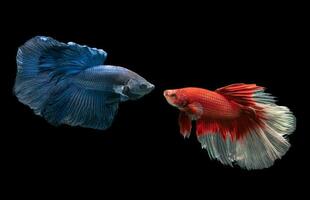azul y rojo siamés luchando pez, Betta splendens foto