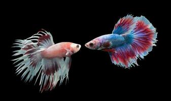 Betta splendens aislado en negro fondo, animal concepto. foto