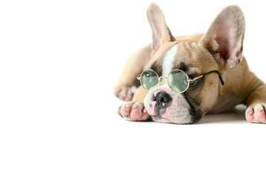 Cute french bulldog wear sunglass and sleeping photo