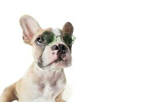 french bulldog wear sunglass isolated photo