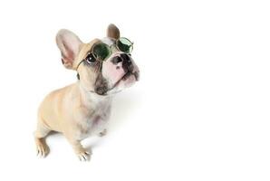 french bulldog wear sunglass isolated photo