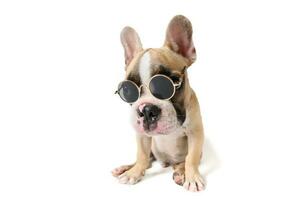 Cute french bulldog wear sunglass isolated photo