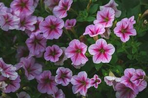 Beautiful pink petunia flower on top view, photo